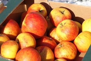 Cox apples ready for storage