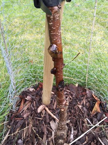 Bacterial canker on a young cherry tree