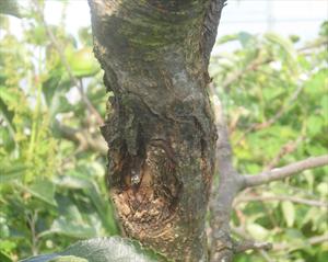 Canker on the trunk of a mature apple tree