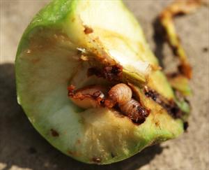 Codling moth larvae inside an apple