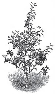 An apple tree from a 19th century Bunyard Nursery catalogue