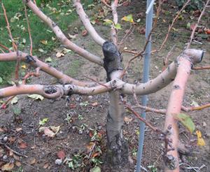 Apple tree killed by fireblight