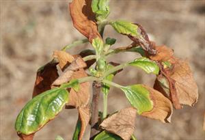 Frost damage on new apple leaves