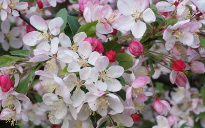 Floribunda crab apple blossom