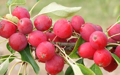 Pink Glow crab apple