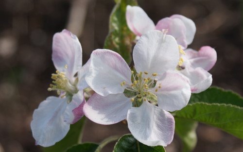 Cripps Pink apple blossom