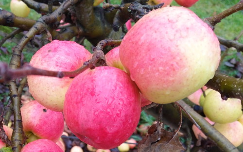 Cripps Pink apples