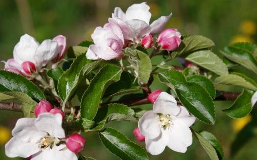 Cox's Orange Pippin apple blossom