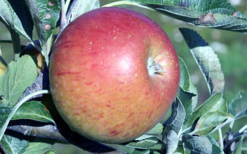 Cox's Orange Pippin apples