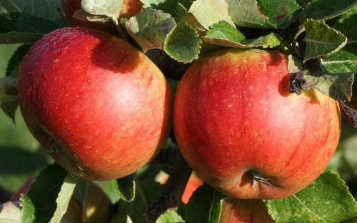 Cox's Orange Pippin apples