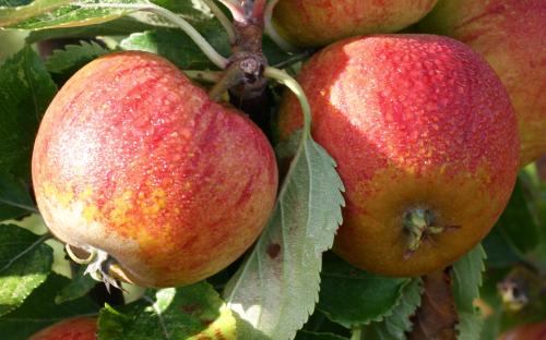 Cox's Orange Pippin apples