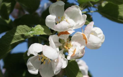 Spartan apple blossom