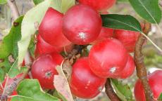 Scrumptious apple trees