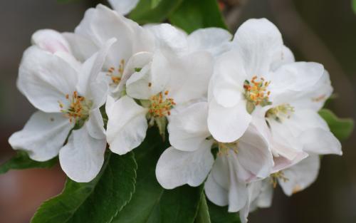 Scrumptious apple blossom