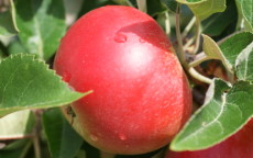 Discovery apple trees