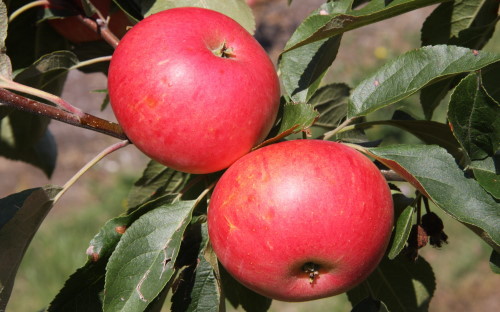 Discovery apples