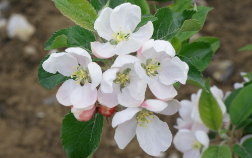 Discovery apple blossom