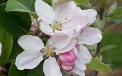 James Grieve apple blossom