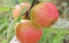 Lord Lambourne apple trees