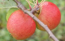 Lord Lambourne apple trees