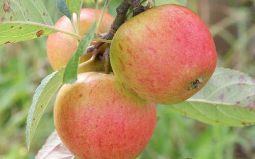 Lord Lambourne apples