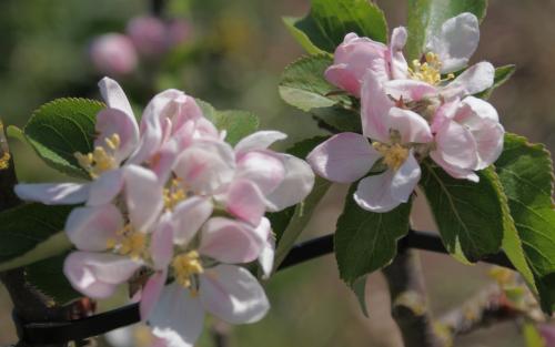 Lord Lambourne apple blossom