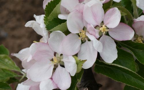 Sunset apple blossom