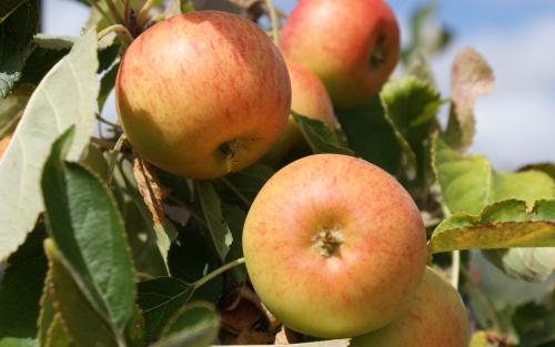 Sunset apples