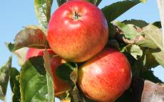 Gala apple trees