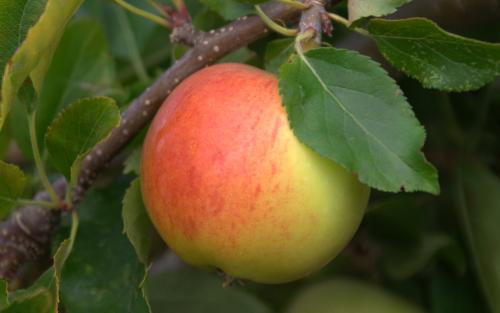 Gala apples