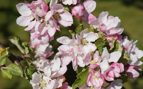 Kidd's Orange Red apple blossom