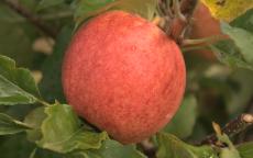 Red Falstaff apple trees