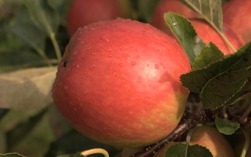 Red Falstaff apples