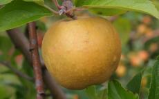 Herefordshire Russet apple trees