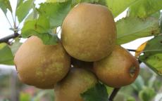 Herefordshire Russet apple trees