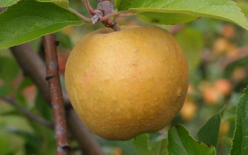Herefordshire Russet apples