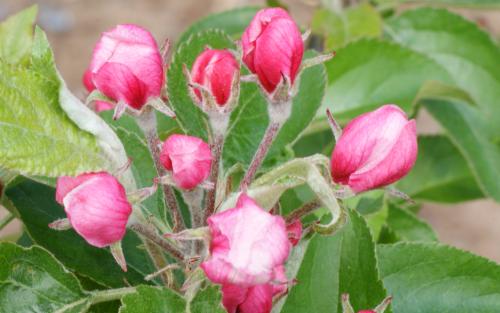 Herefordshire Russet apple blossom