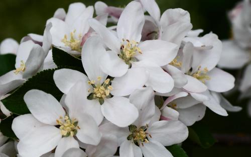 Katy apple blossom