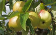 Bountiful apple trees