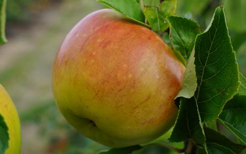 Bountiful apples