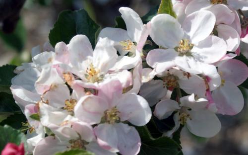 Bountiful apple blossom