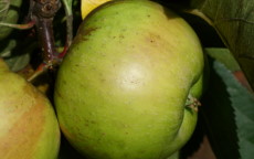 Bramley's Seedling apple trees