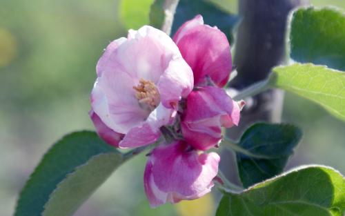 Bramley's Seedling apple blossom