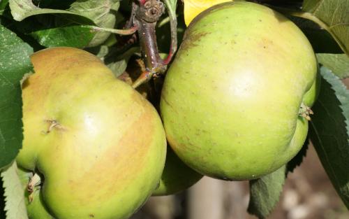 Bramley's Seedling apples