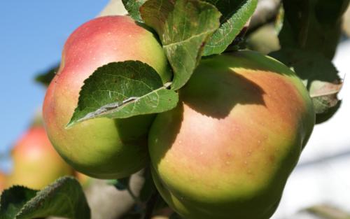 Bramley's Seedling apples