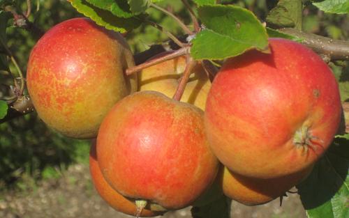 Rubinette apples