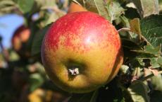 Norfolk Royal Russet apple trees