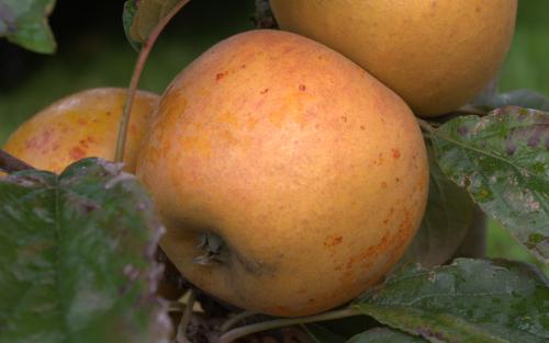 Norfolk Royal Russet apples