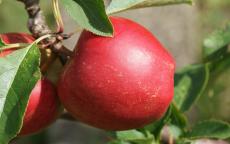 Rajka apple trees