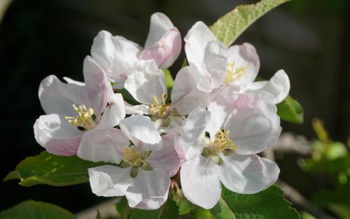 Rajka apple blossom